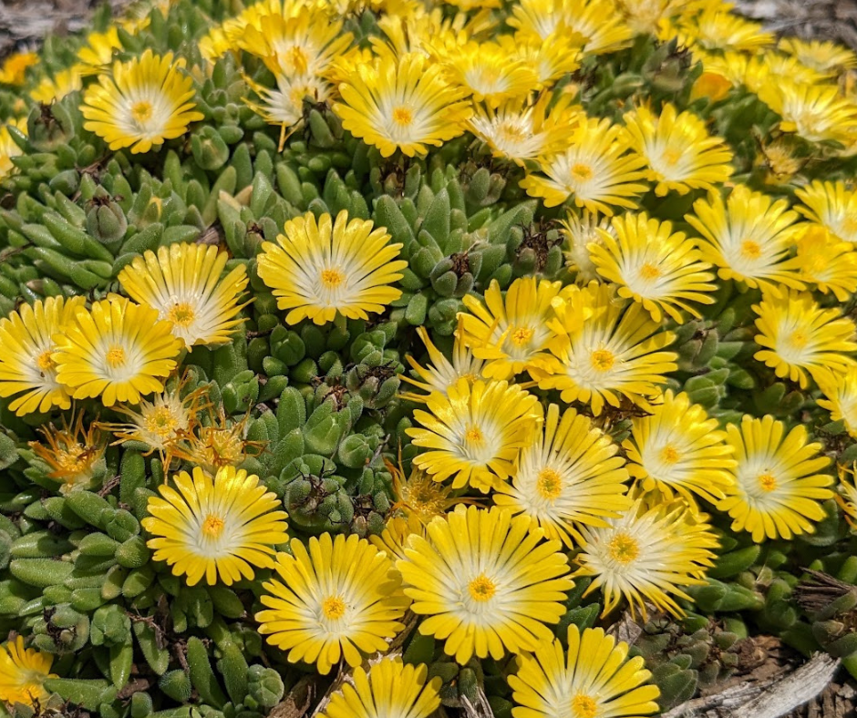 Spring Summer Blooms Of Delosperma Mountain Dew Must Have Perennials