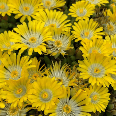 Perennials Must Have Perennials