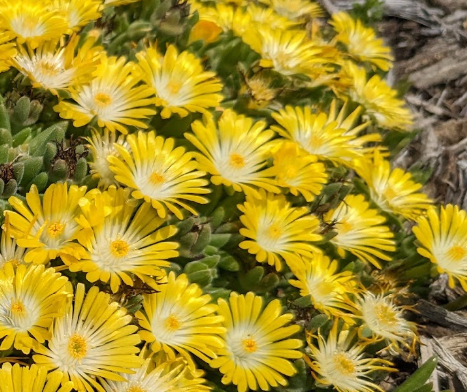 Spring Summer Blooms Of Delosperma Mountain Dew Must Have Perennials