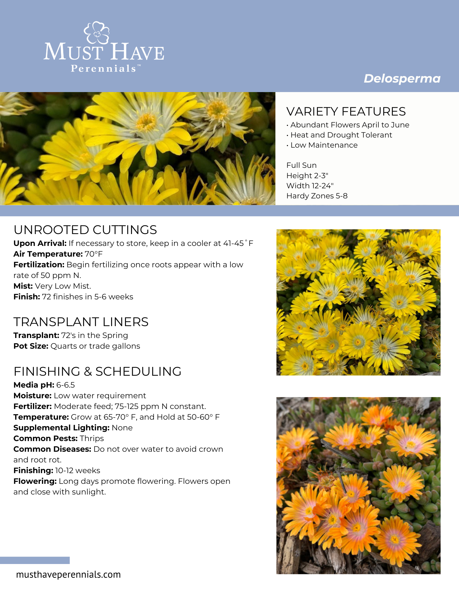 Mountain Dew Culture Guide Must Have Perennials