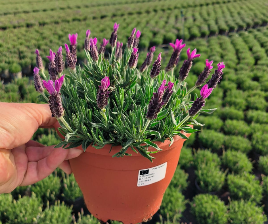 lavandula-Field.png