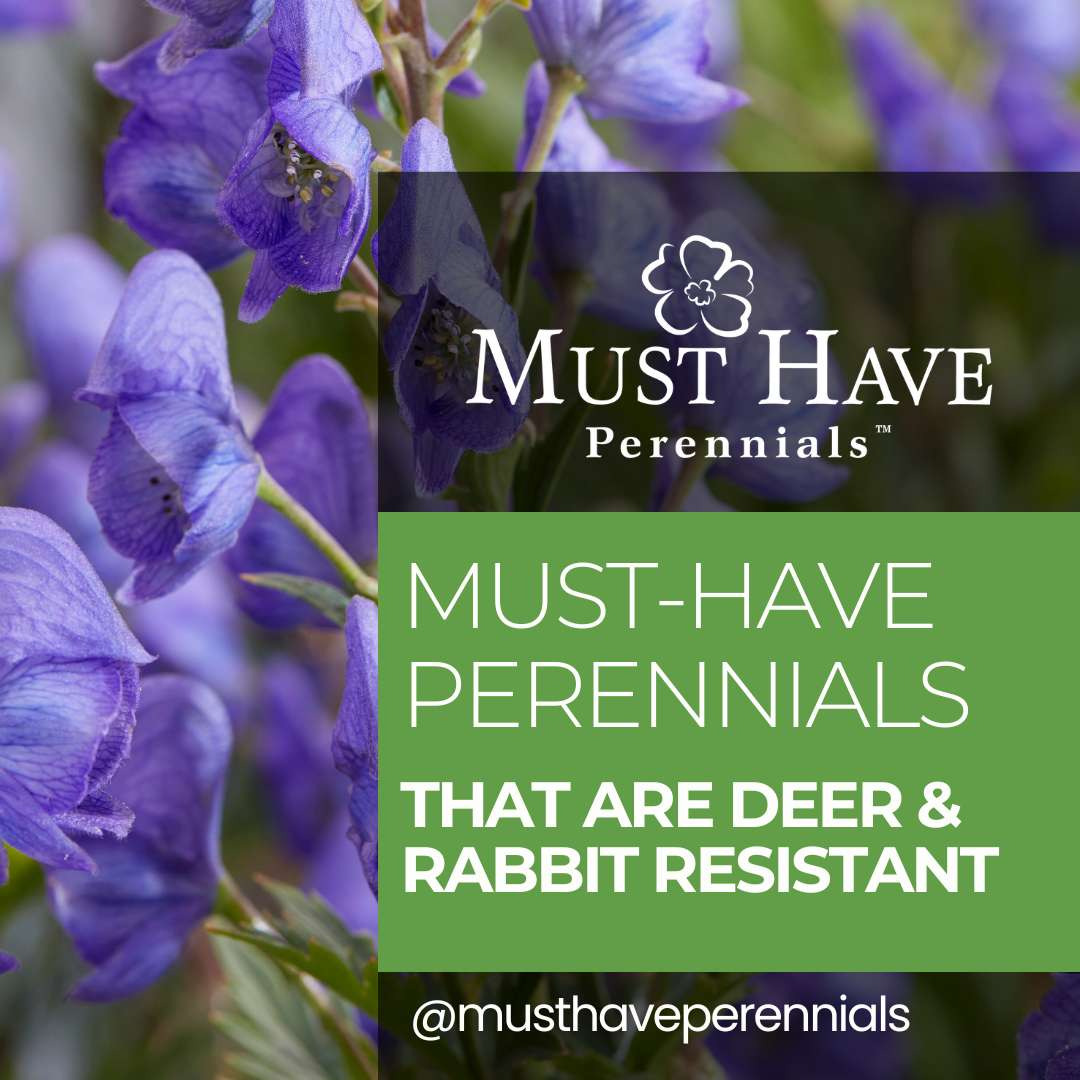 Top Deer and Rabbit Resistant Perennials for Your Garden